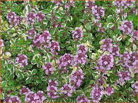 Thymus pulegioides &#39;Foxley&#39;