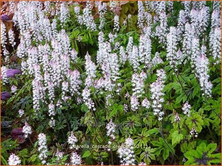 Tiarella &#39;Cascade Creeper&#39;