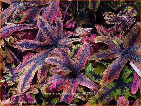 Tiarella &#39;Cascade Creeper&#39;