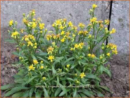 Solidago virgaurea var. minutissima