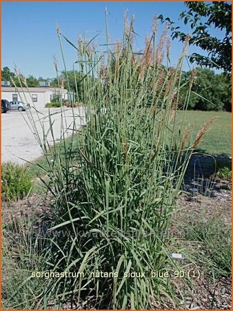 Sorghastrum nutans 'Sioux Blue'