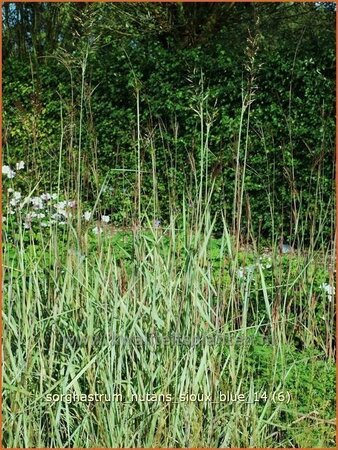 Sorghastrum nutans 'Sioux Blue'