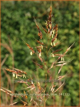 Sorghastrum nutans 'Sioux Blue'