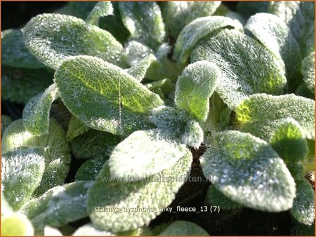Stachys byzantina &#39;Silky Fleece&#39;