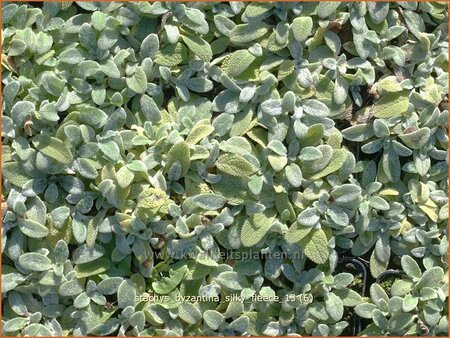 Stachys byzantina &#39;Silky Fleece&#39;