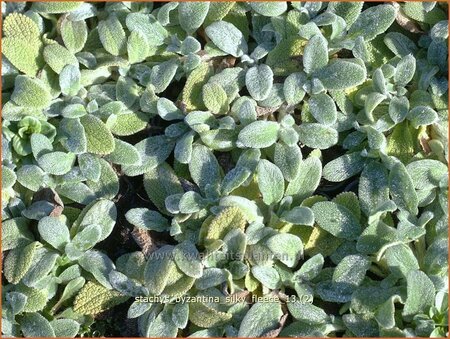 Stachys byzantina &#39;Silky Fleece&#39;
