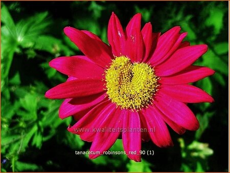 Tanacetum &#39;Robinson&#39;s Red&#39;