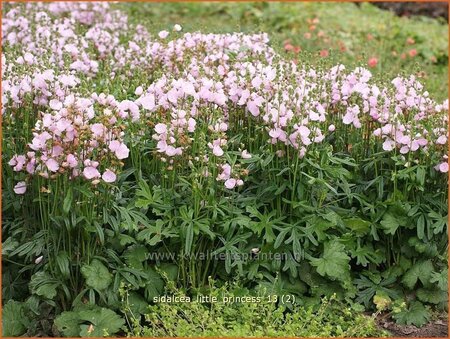 Sidalcea &#39;Little Princess&#39;