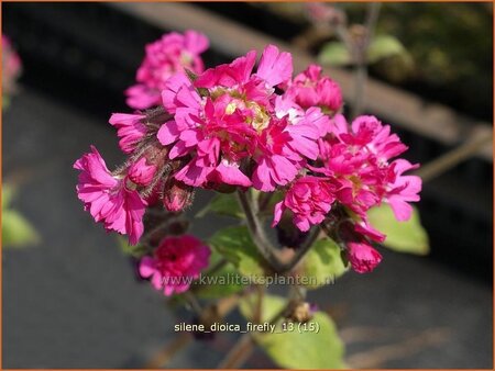 Silene dioica 'Firefly'