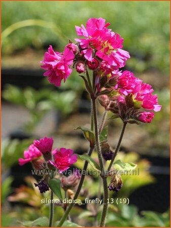 Silene dioica 'Firefly'