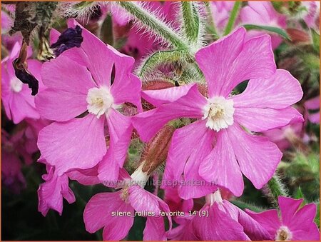 Silene &#39;Rollies Favorite&#39;