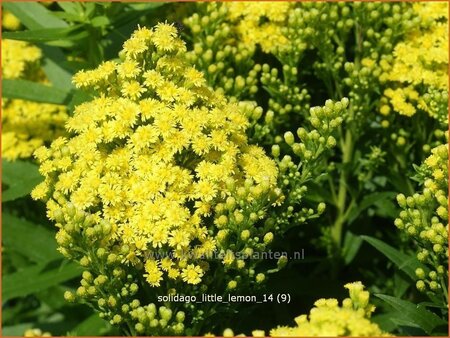 Solidago &#39;Little Lemon&#39;