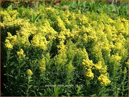 Solidago &#39;Little Lemon&#39;