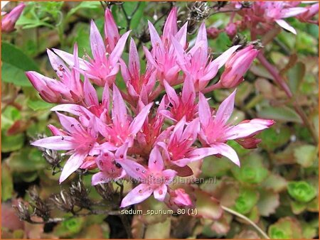 Sedum spurium