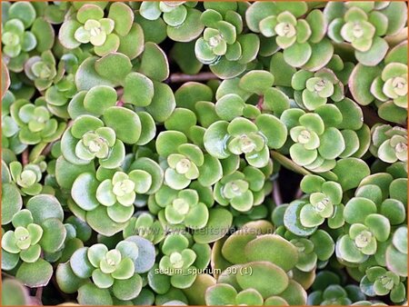 Sedum spurium