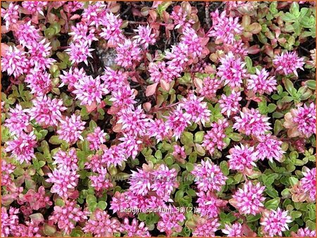 Sedum spurium