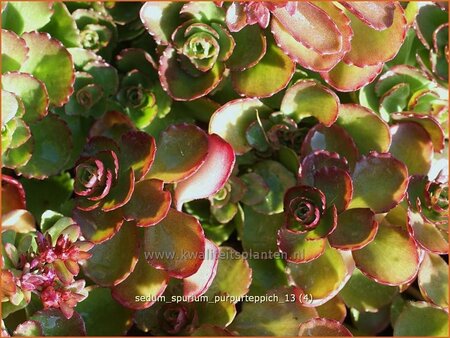 Sedum spurium &#39;Purpurteppich&#39;