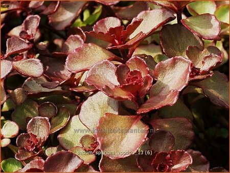 Sedum spurium 'Voodoo'
