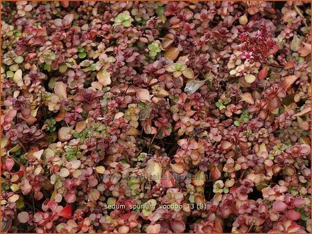 Sedum spurium 'Voodoo'