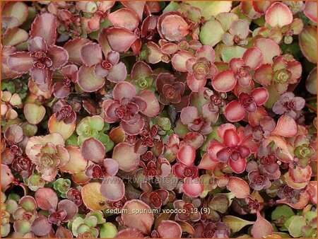 Sedum spurium 'Voodoo'