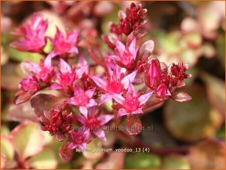 Sedum spurium 'Voodoo'