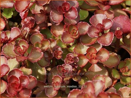 Sedum spurium 'Voodoo'