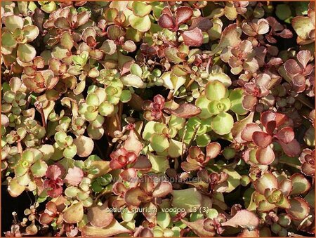 Sedum spurium 'Voodoo'