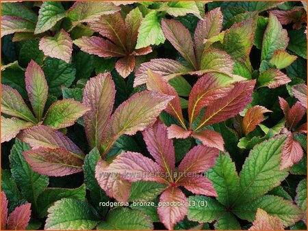 Rodgersia 'Bronze Peacock'