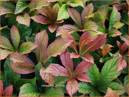 Rodgersia &#39;Bronze Peacock&#39;