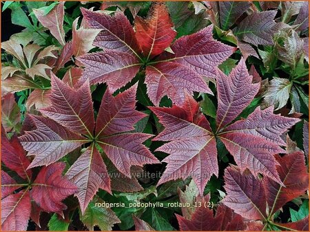 Rodgersia podophylla &#39;Rotlaub&#39;