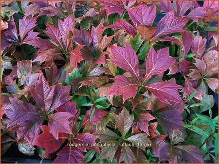 Rodgersia podophylla &#39;Rotlaub&#39;