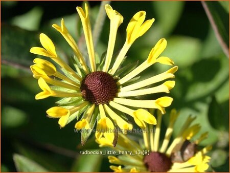 Rudbeckia subtomentosa 'Little Henry'