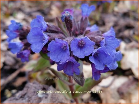 Pulmonaria angustifolia 'Blaues Meer'