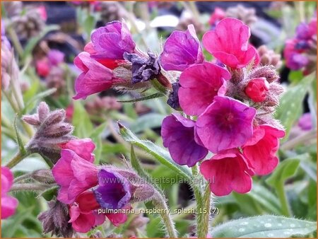 Pulmonaria &#39;Raspberry Splash&#39;