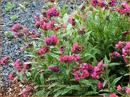 Pulmonaria &#39;Raspberry Splash&#39;