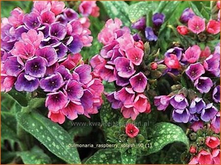 Pulmonaria &#39;Raspberry Splash&#39;