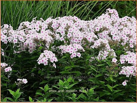 Phlox &#39;Graf Zeppelin&#39;