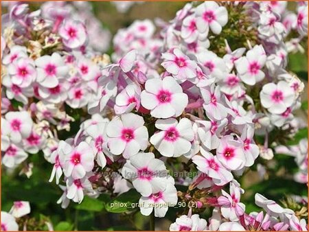 Phlox &#39;Graf Zeppelin&#39;