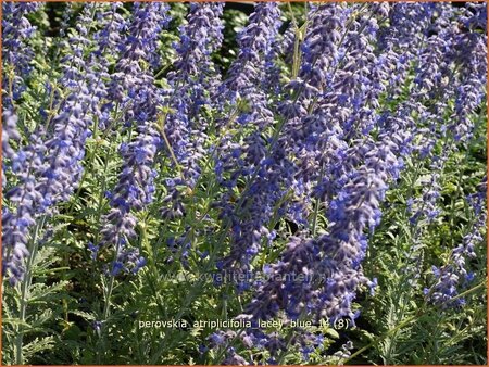 Perovskia atriplicifolia &#39;Lacey Blue&#39;