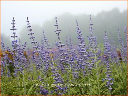 Perovskia atriplicifolia &#39;Lacey Blue&#39;
