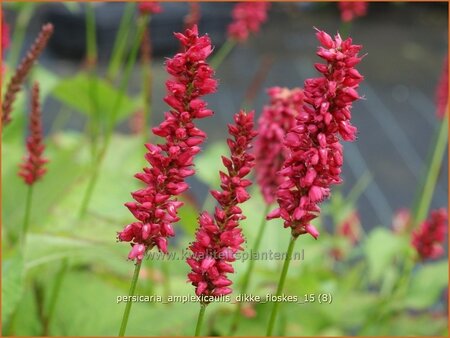 Persicaria amplexicaulis 'Dikke Floskes'
