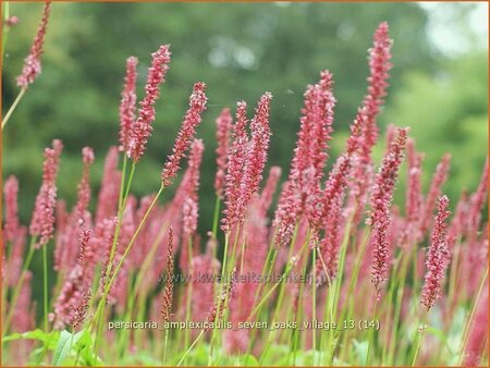 Persicaria amplexicaulis 'Seven Oaks Village'