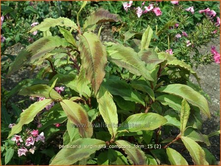 Persicaria virginiana &#39;Compton&#39;s Form&#39;