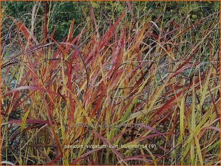 Panicum virgatum &#39;Kurt Bluemel&#39;