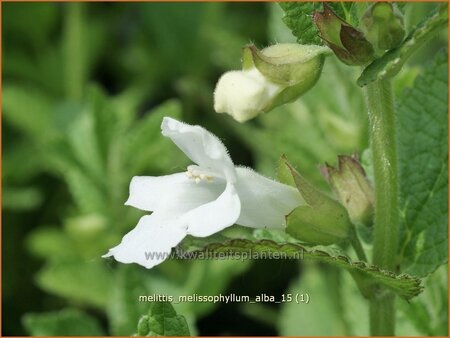 Melittis melissophyllum &#39;Alba&#39;