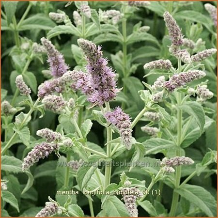 Mentha longifolia 'Buddleia'