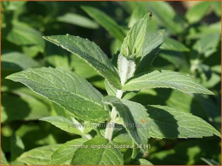 Mentha longifolia 'Buddleia'