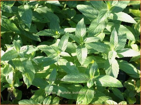 Mentha longifolia 'Buddleia'