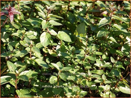 Mentha piperita &#39;Chocolate&#39;