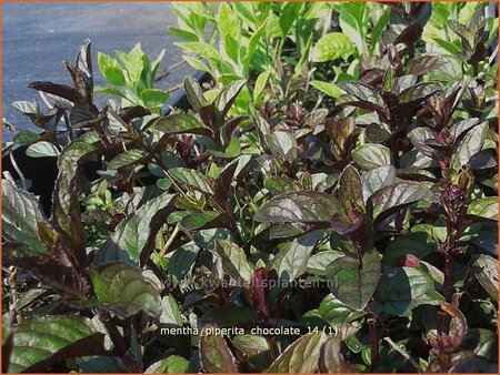 Mentha piperita &#39;Chocolate&#39;